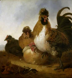 Rooster and Hens